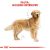 Royal Canin Golden Retriever Adult 12kg száraz kutyatáp