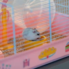 Ferplast Criceti 9 Princess Hörcsögketrec