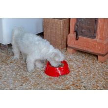 Ferplast Magnus Slow Small habzsolás gátló kutyatál - piros