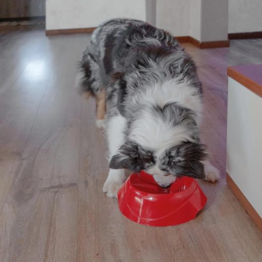 Ferplast Magnus Slow Medium habzsolás gátló kutyatál - zöld