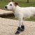 Ferplast-Védőcipő-Protective-Shoes-XL