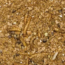 Beaphar Hedgehog food teljesértékű eledel sünöknek 1kg