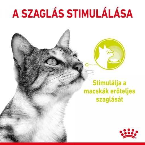 Royal Canin Sensory Smell Jelly nedves macskaeledel 12x85g