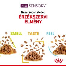 Royal Canin Sensory Smell Jelly nedves macskaeledel 12x85g