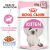 Royal Canin KITTEN JELLY 12x85g nedves macskaeledel