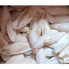 Szépiacsont XL 15-30cm 1kg