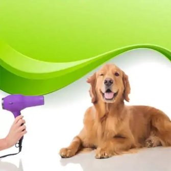 Kutya szőrzet, száj, szem, fül ápolás és nevelés