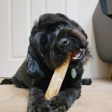 Fogtisztító Kávéfa Rágóbot Xlarge kutyáknak