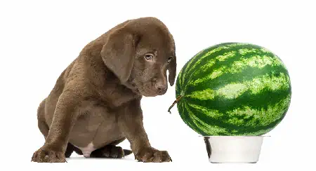A kutyák ehetnek görögdinnyét? 