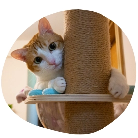 Kaparófa macskáknak: minden, amit tudni érdemes róla