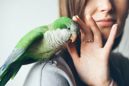 Mennyibe kerülnek a különböző papagájfajták?
