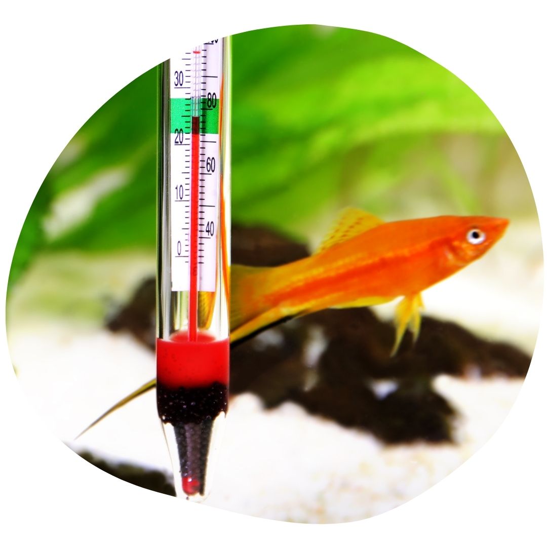 A legnépszerűbb akvárium hőmérő típusok