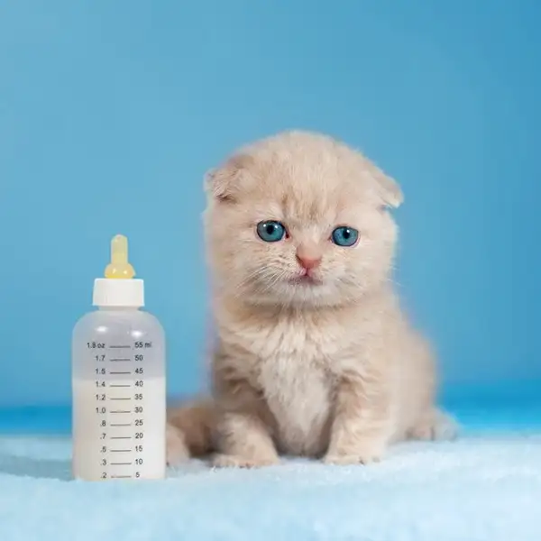 Hogyan kell etetni a kiscicákat cumisüvegből