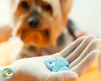 Szükséges-e a kutyáknak vitamin?