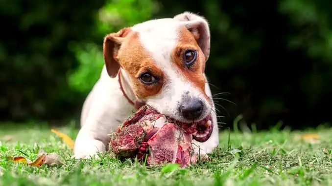 Kutya nyers húst eszik