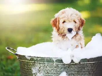 5 tipp, hogyan szoktasd hozzá kutyád a higiéniás ápoláshoz