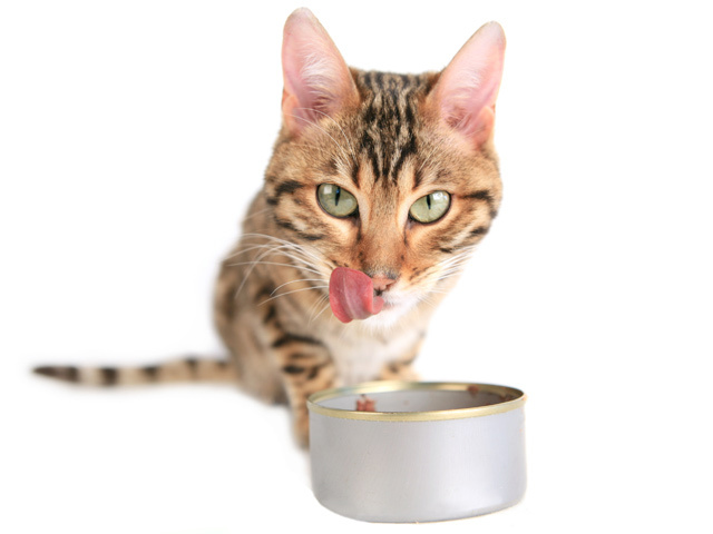 A legfontosabb tudnivalók a macska etetésről