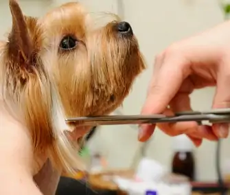 Kutya nyírása ollóval