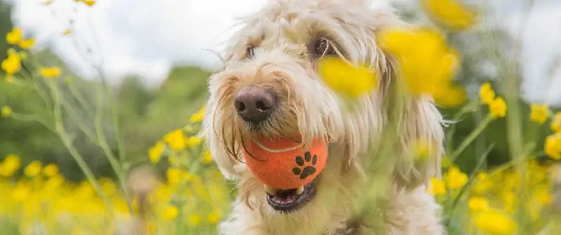 kutya játék labdával