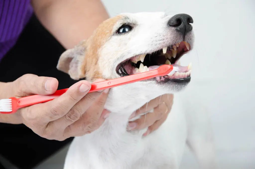 hogyan tisztísd kutyád fogát