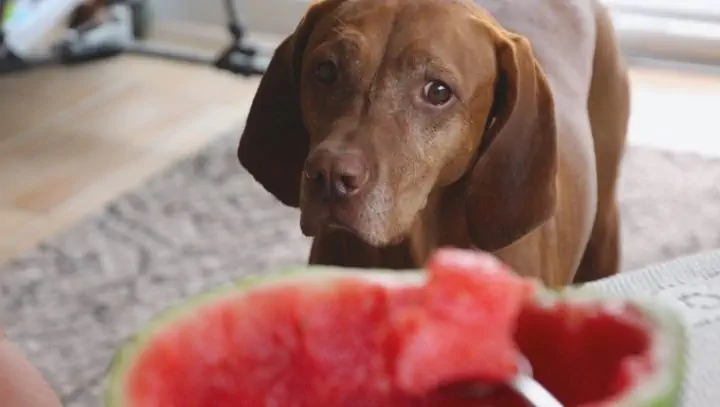 Kutya és a görögdinnye