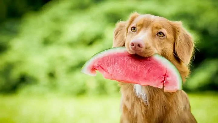 Kutya görögdinnyét harap