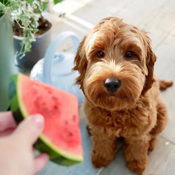 Kutya ehet görögdinnyét