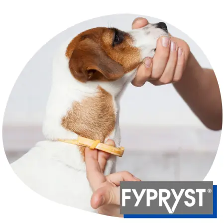 Kullancsok és bolhák ellen, avagy válaszd a Fypryst szereket kutyádnak!
