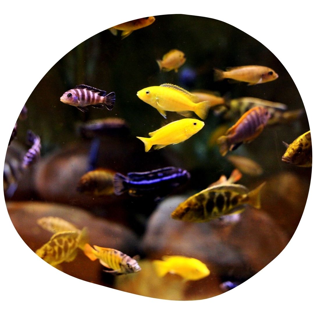 Kérdés akvárium kialakítása kapcsán: mely halak tarthatóak együtt, és mik a fő szempontok?