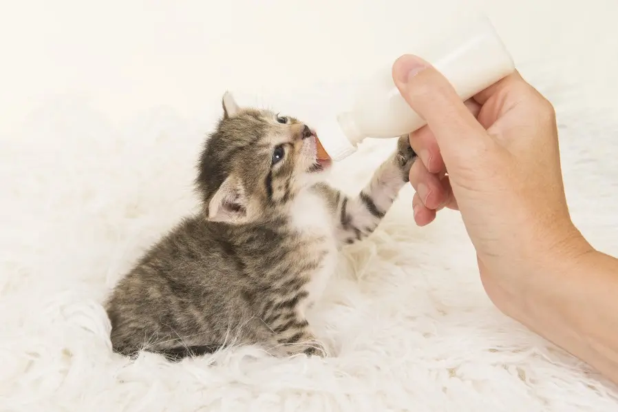 Kitten bottle eat