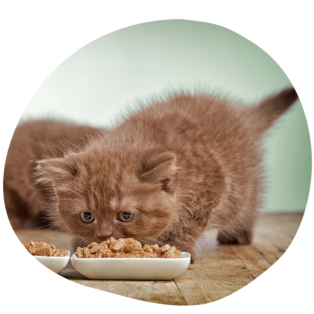 A kölyökkorú macska etetése és annak különlegességei