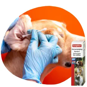 Kutya fültisztítás: a legfontosabb tudnivalók