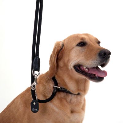A kutyakiképzés alapfelszerelése: a retriever póráz