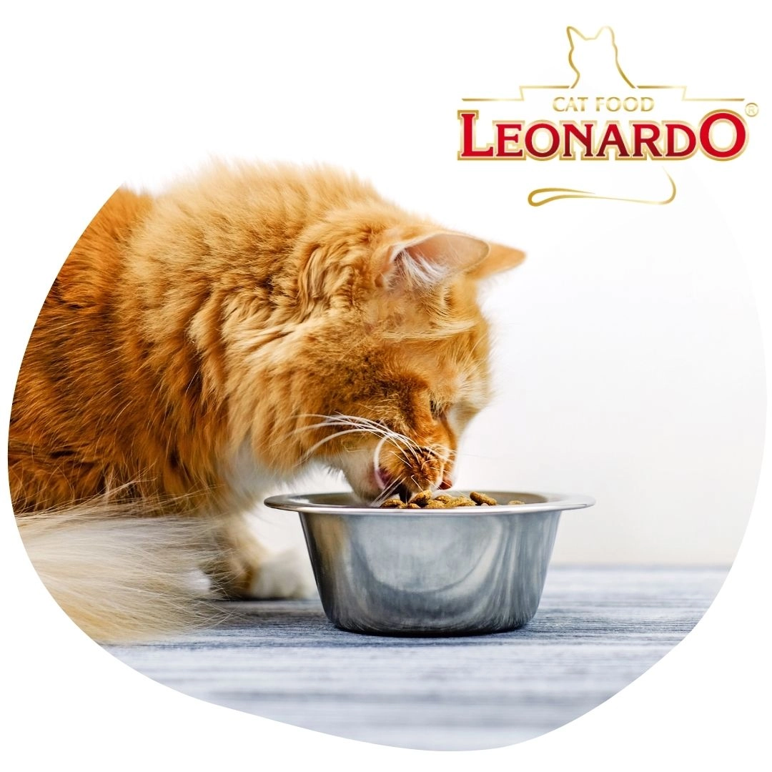 A cicák nagy kedvence: a Leonardo macskatáp