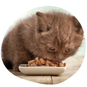 Tudnivalók a megfelelő macskaeledelről és a macskák etetéséről