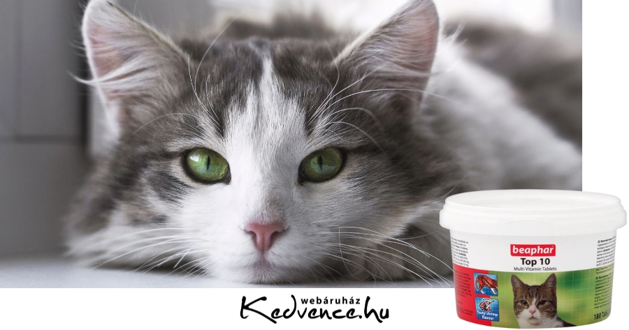 Milyen macskának való vitamint adj a cicádnak?