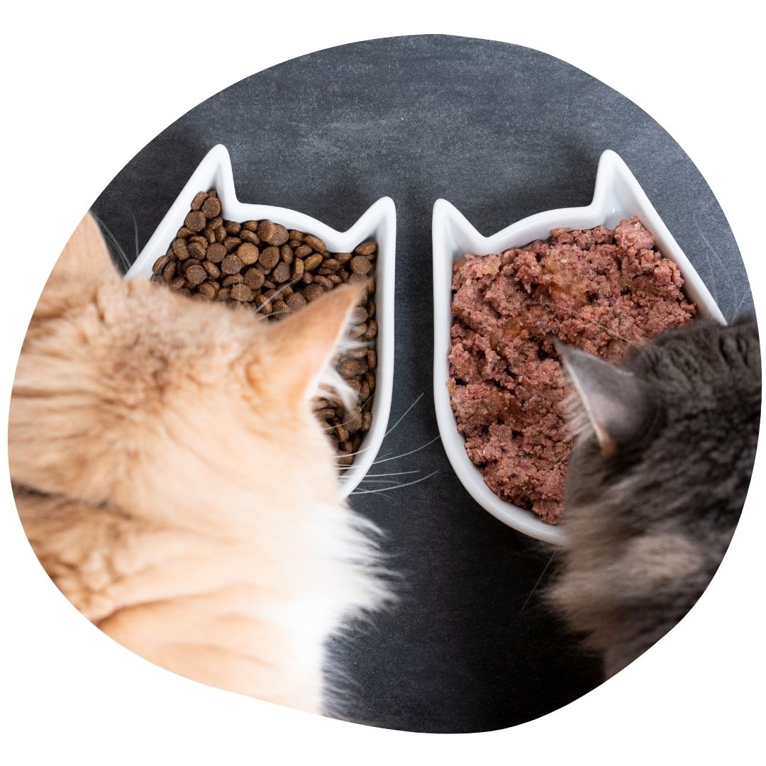 Mennyire illik az étrendbe a macskakonzerv?