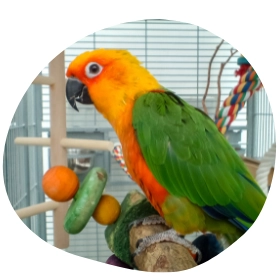 Milyen a tökéletes papagáj kalitka? Segítünk megtalálni!