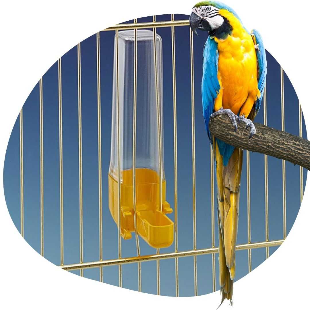 A madáritató és -fürdető közti különbségek, avagy kültéri vagy beltéri variációk