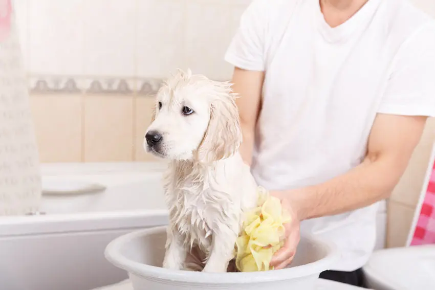 puppy fürdetés