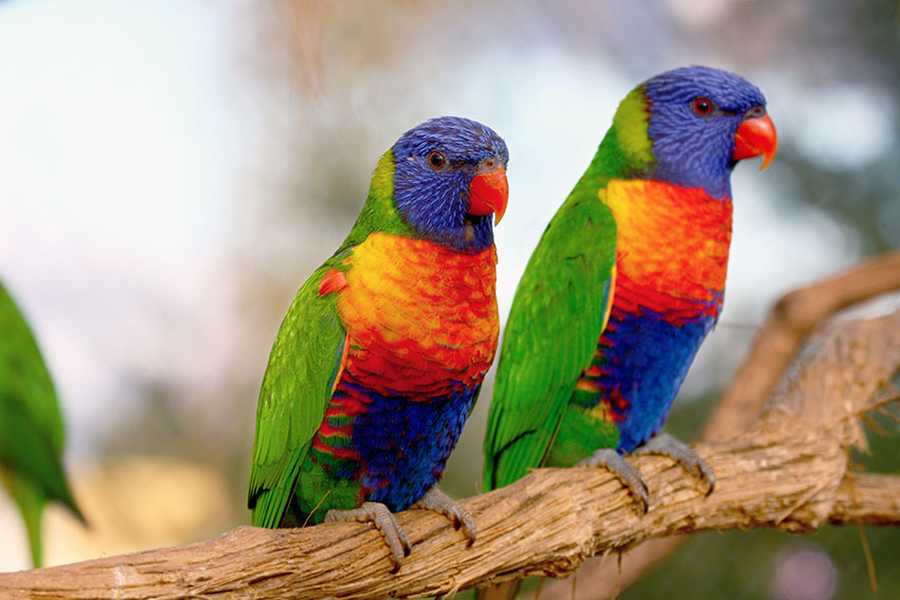 Különleges papagájok
