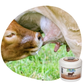 Tőgykrém használata a szarvasmarhák, kecskék, juhok egészsége érdekében